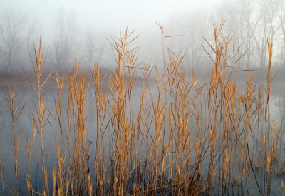 Fog, Grasses