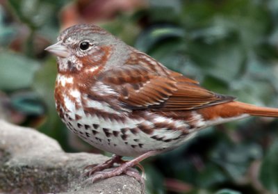 Fox Sparrow