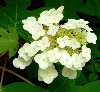 Oak Leaf Hydrangea and Fly