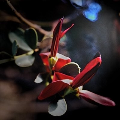 Sturts Desert Pea<br><Font Size = 2>Watercolor 2