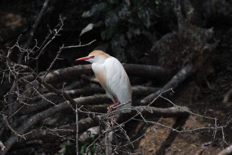 Anahauc-0223.jpg