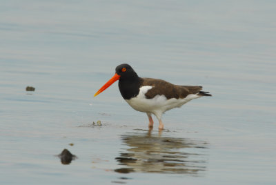 Galveston0028.jpg