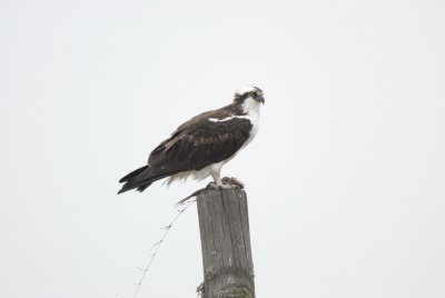 Brazoria Wildlife Refuge0002-2.jpg