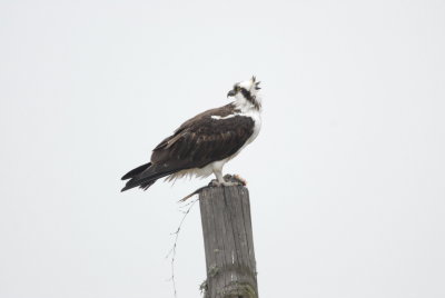 Brazoria Wildlife Refuge0003-2.jpg