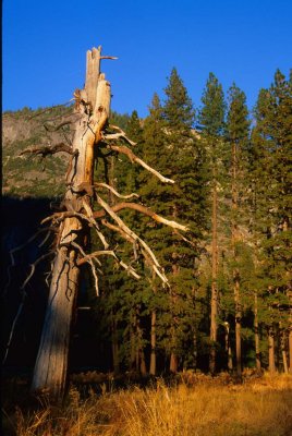 Yosemite130-2.jpg