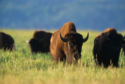 Wyoming420-2.jpg