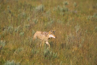 Wyoming640-2.jpg