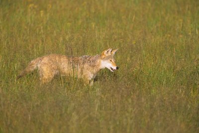 Wyoming646-2.jpg