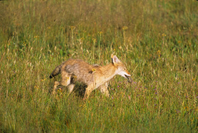 Wyoming689-2.jpg
