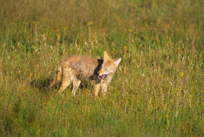 Wyoming694-2.jpg
