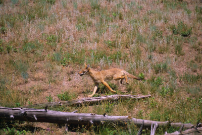 Wyoming889-2.jpg