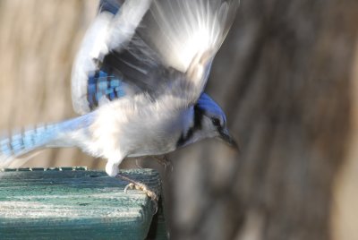 DSC_0016.JPG