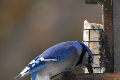 DSC_0168.JPG