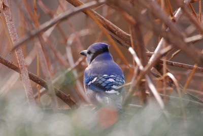 DSC_0419.JPG