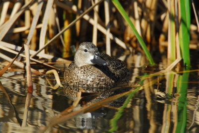 DSC_0954.JPG