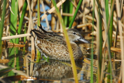 DSC_0956.JPG