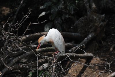 Anahauc-0222.jpg