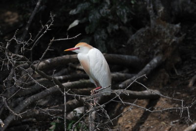 Anahauc-0223.jpg