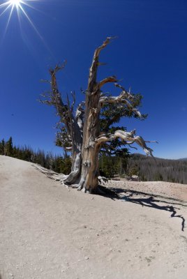 Cedar Breaks NM0111.jpg