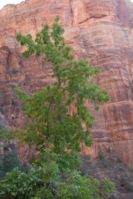 Zion NP0092.jpg