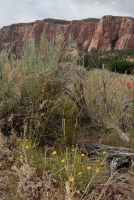Zion NP0300.jpg