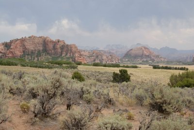 Zion NP0302.jpg