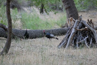 Zion NP0364.jpg