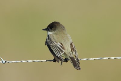 DSC_0842.JPG