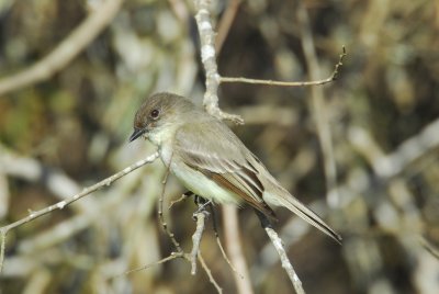 DSC_1001.JPG