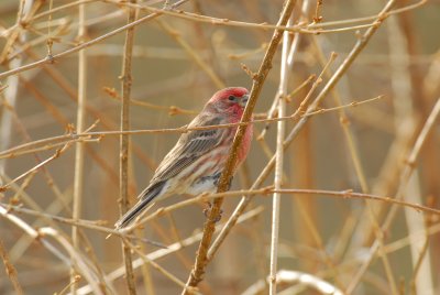 DSC_0406.JPG