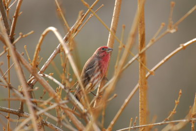DSC_0414.JPG