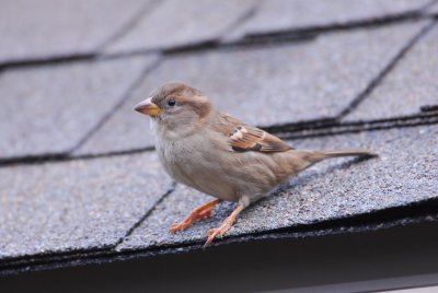 DSC_0480.JPG