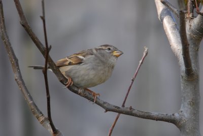 DSC_0538.JPG