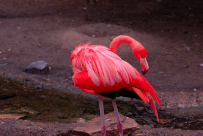Gladys Porter Zoo 8-17-2007 0003.jpg