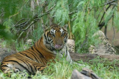 Gladys Porter Zoo 8-17-2007 0080.jpg