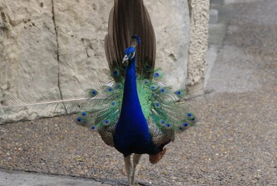 Gladys Porter Zoo 8-17-2007 0107.jpg