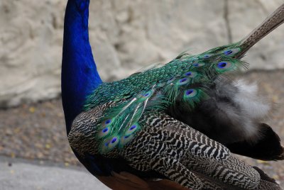 Gladys Porter Zoo 8-17-2007 0108.jpg