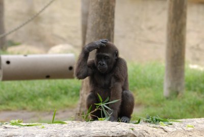 Gladys Porter Zoo 8-17-2007 0126.jpg