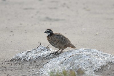 Laguna Atascosta NWR 8-19-2007 0011.jpg