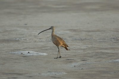 Laguna Atascosta NWR 8-19-2007 0018.jpg