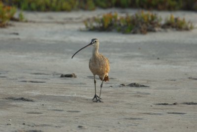 Laguna Atascosta NWR 8-19-2007 0022.jpg