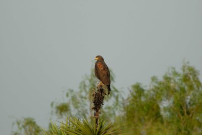 Laguna Atascosta NWR 8-19-2007 0041.jpg