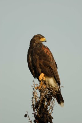 Laguna Atascosta NWR 8-19-2007 0054.jpg