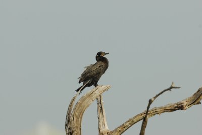 _DSC3834.jpg