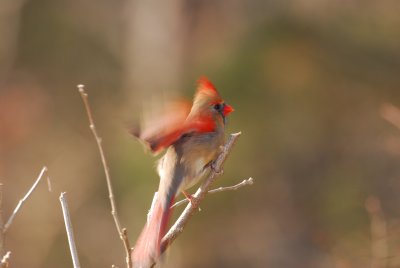 DSC_0072.JPG