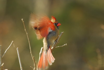 DSC_0074.JPG