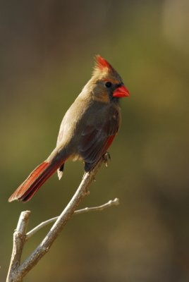 DSC_0153.JPG