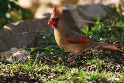 DSC_0155.JPG