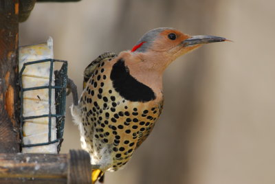 DSC_0429.JPG