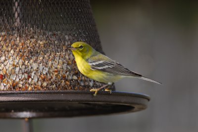 DSC_0531.JPG